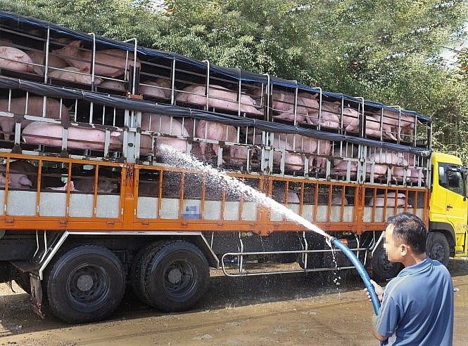 Giá lợn hơi miền Bắc biến động mạnh, lợn từ Bắc được chuyển vào miền Nam?