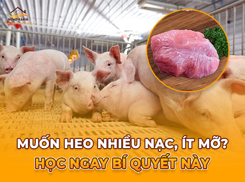 Tăng tỷ lệ nạc ở heo: Yếu tố nào quyết định thành công?