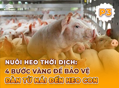 Phần 3: Chăm sóc heo nái trước – trong – sau sinh theo đúng kỹ thuật
