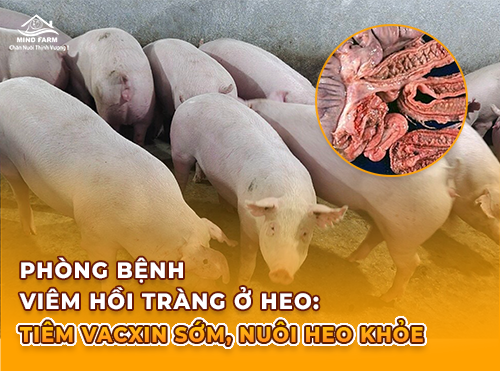 Bệnh viêm hồi tràng trên heo và hướng sử dụng vacxin hiệu quả