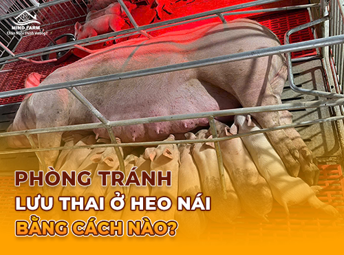 Phòng tránh lưu thai ở heo nái bằng cách nào?