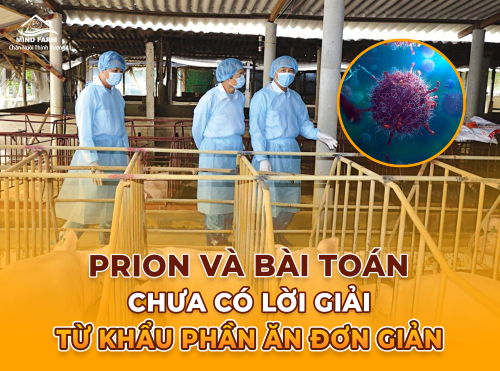 Bệnh ở heo do prion: Mối nguy hiểm thầm lặng và thách thức trong chẩn đoán