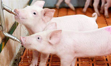 Tăng tỷ lệ nạc ở heo: Yếu tố nào quyết định thành công?