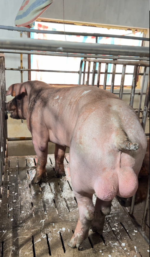 DUROC 6086