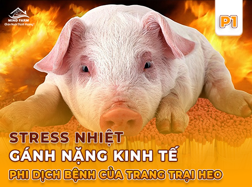 Phần 1: Stress nhiệt ở heo là gì?