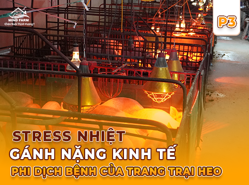 Phần 3: Stress nhiệt ở heo nái - Hậu quả khó lường