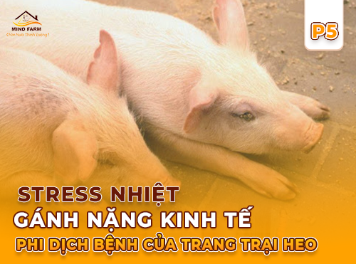 Phần 5: Giảm năng suất heo giống và heo thịt - hậu quả của stress nhiệt?