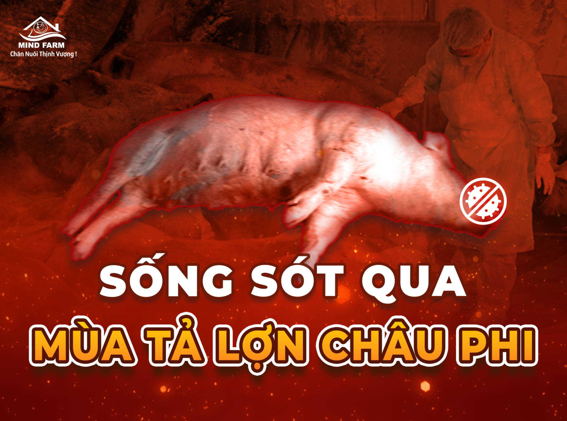 Hiện trạng dich Tả lợn Châu Phi và giải pháp kiểm soát hiệu quả