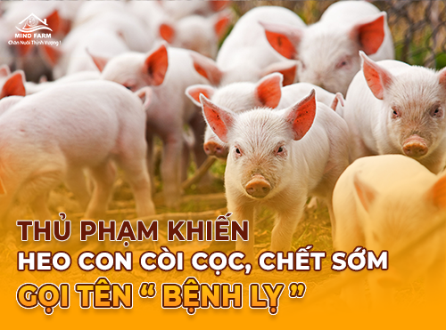 Heo bỏ ăn: Giải pháp nào cho bệnh lỵ ở heo?