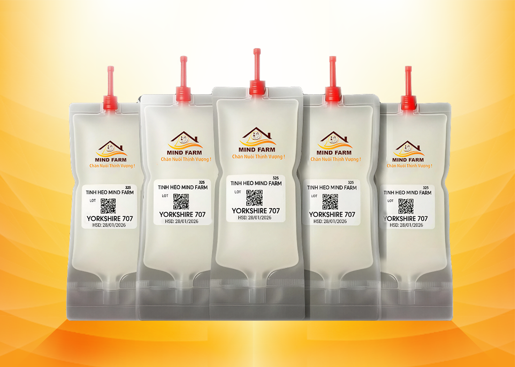 Tinh heo đực giống Yorkshire (GP)