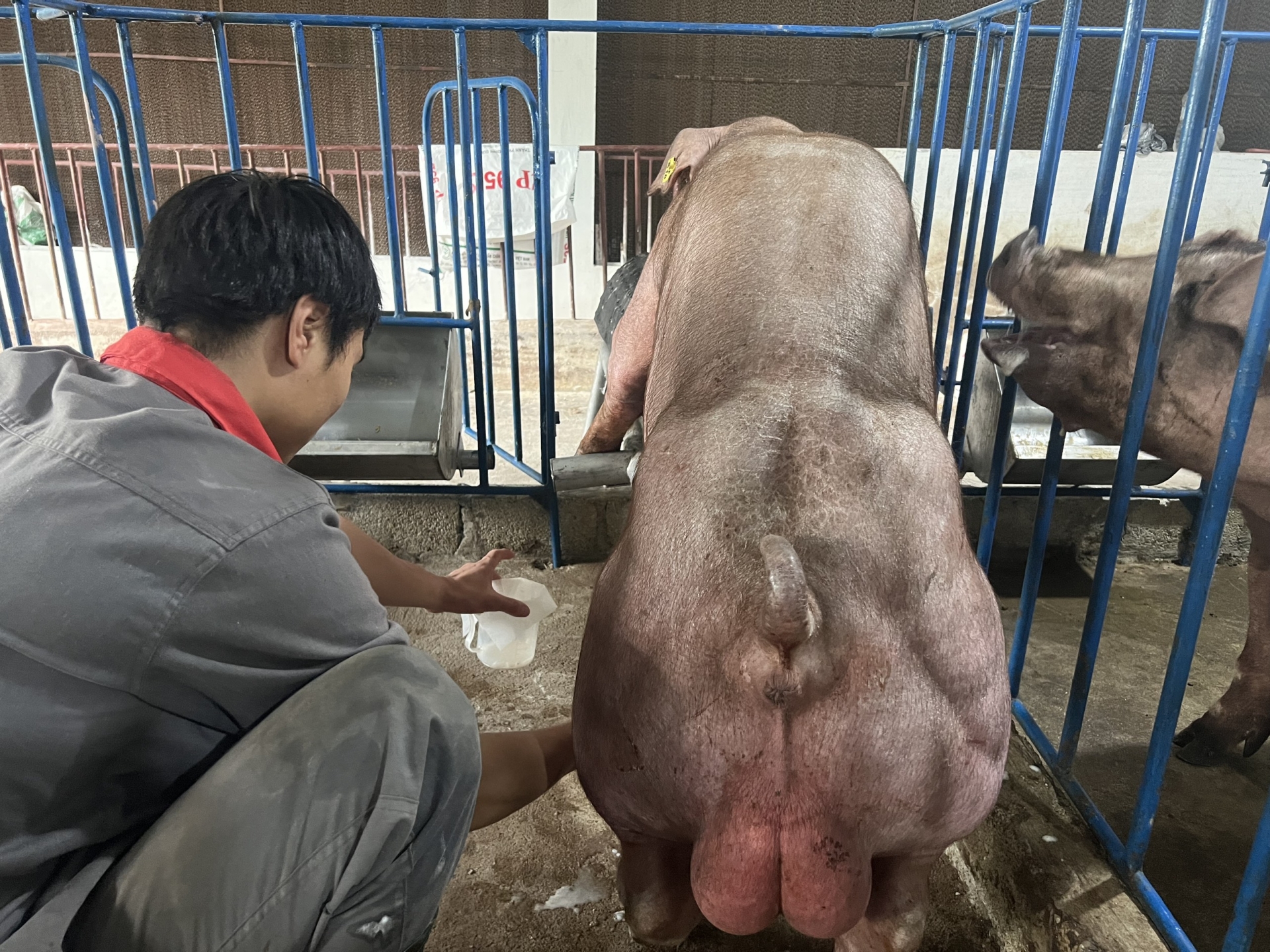 DUROC 1433