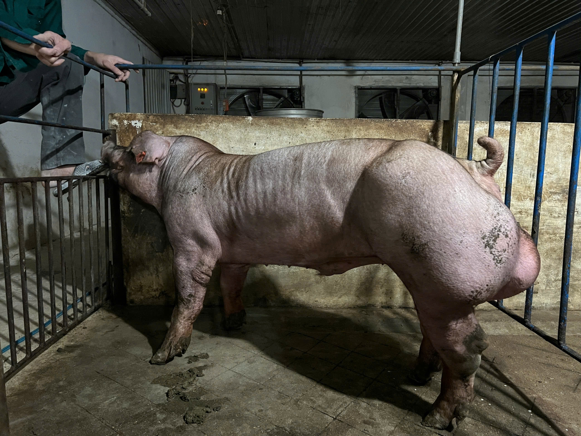 DUROC 6002