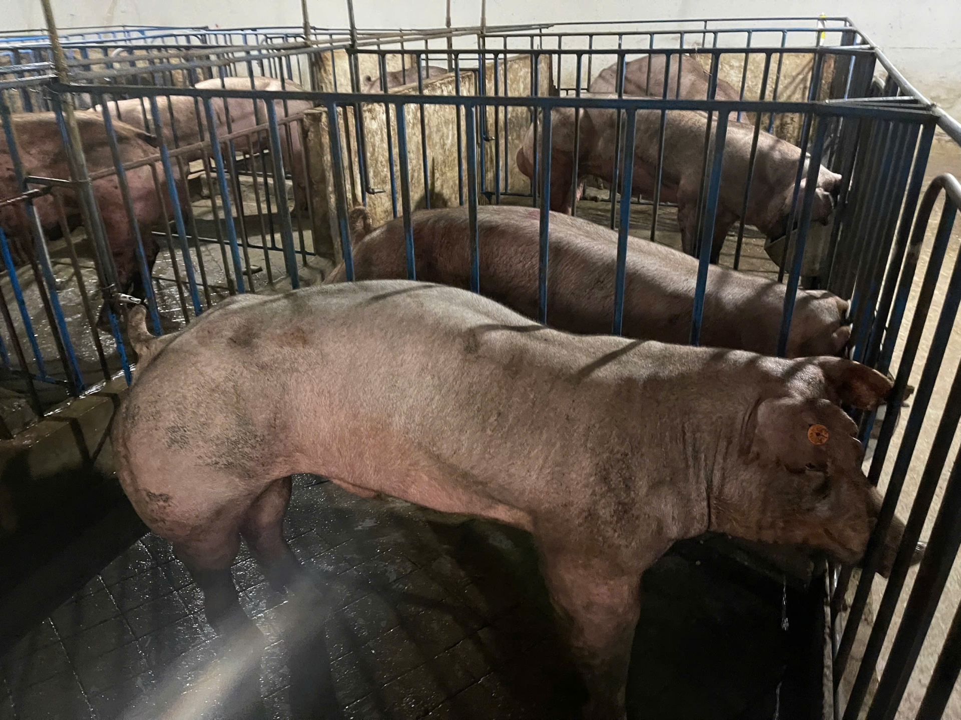 DUROC 8272