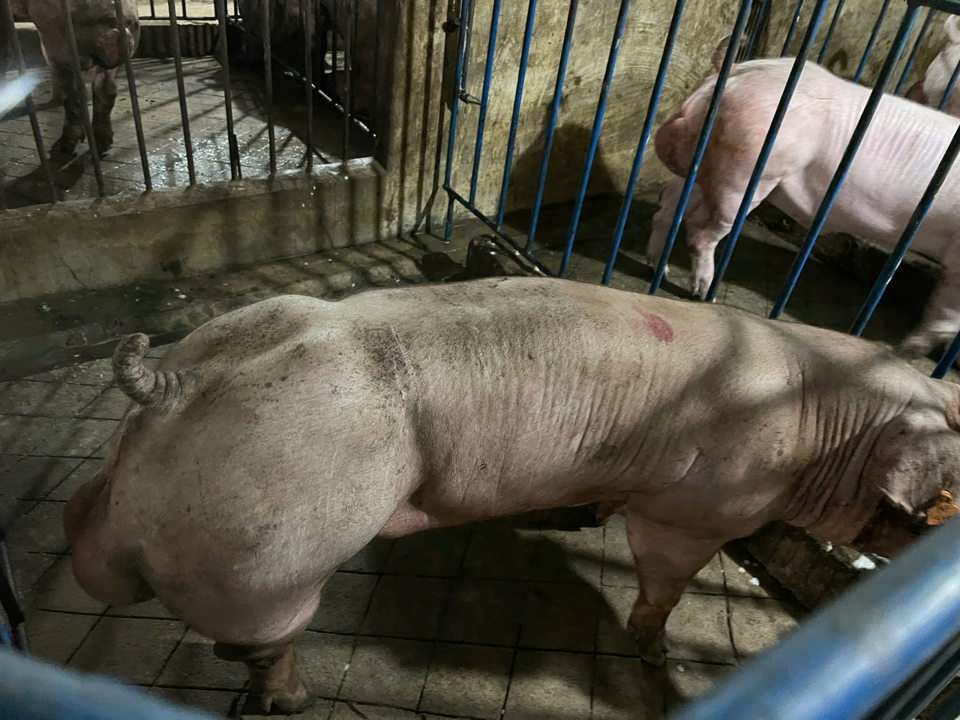 DUROC 4196