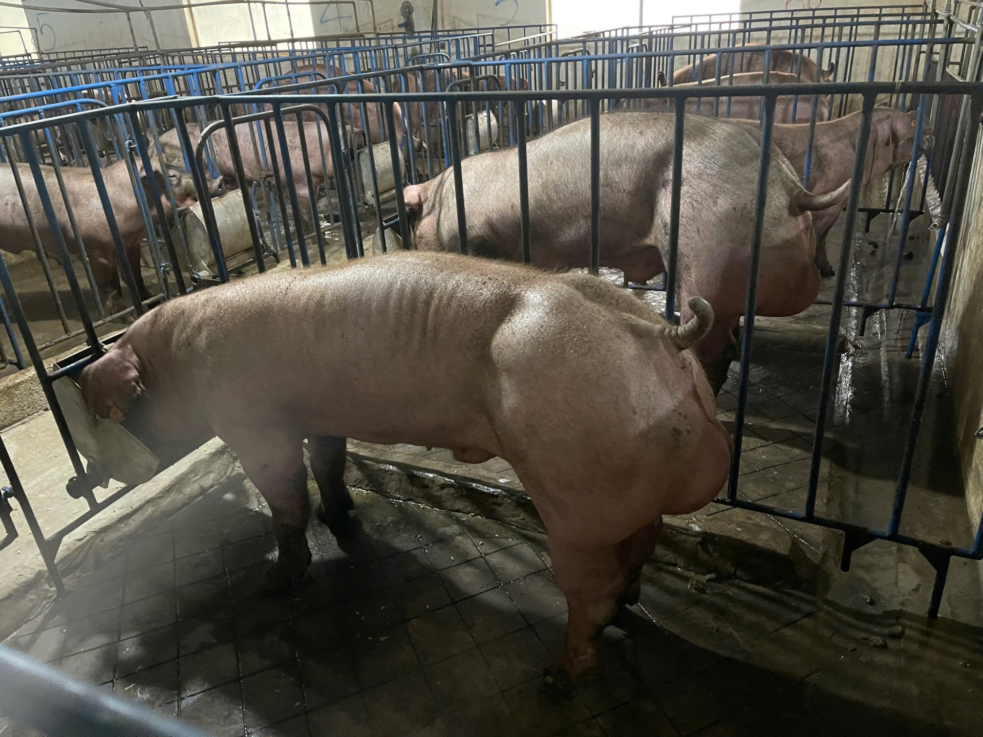 DUROC 4074