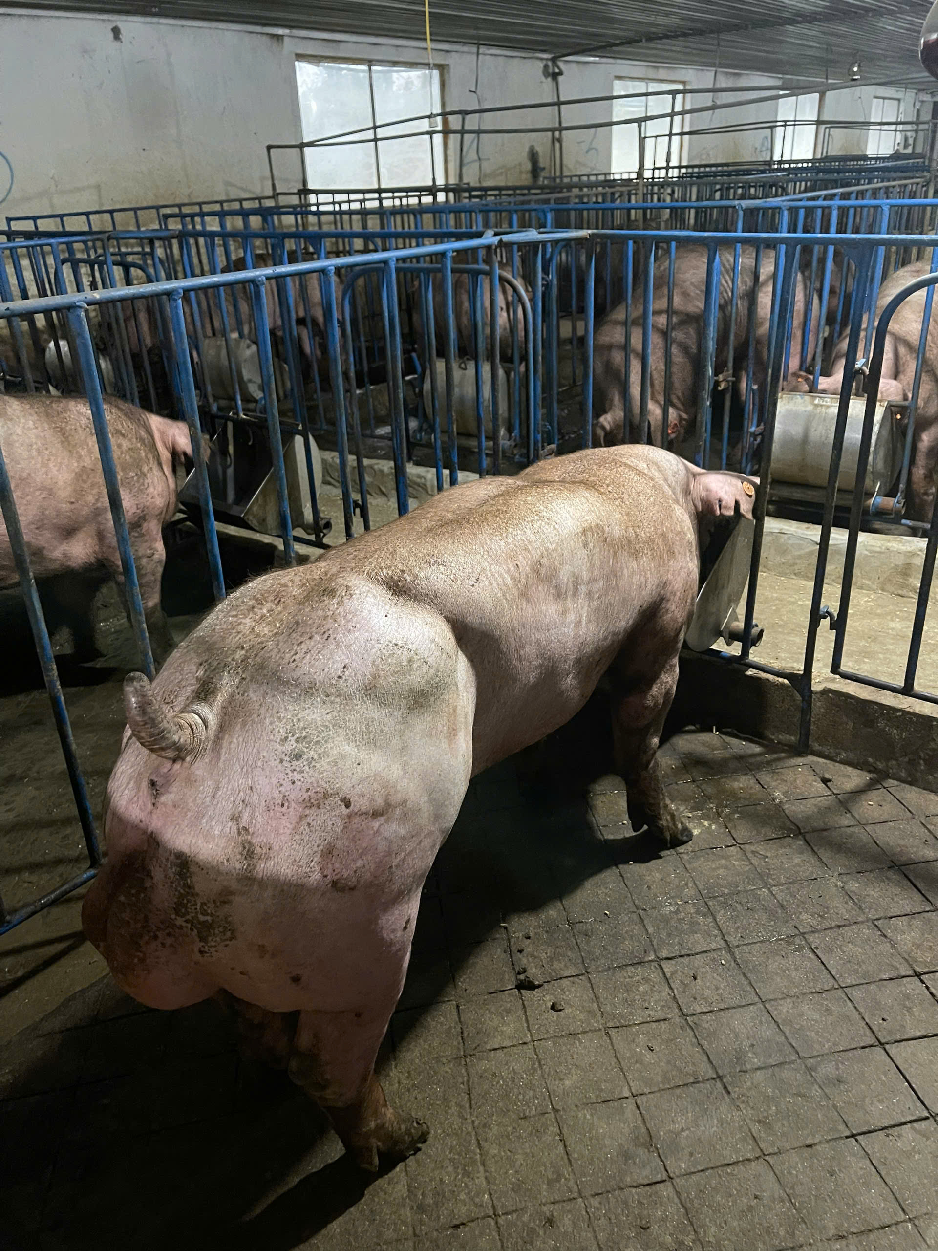 DUROC 2800