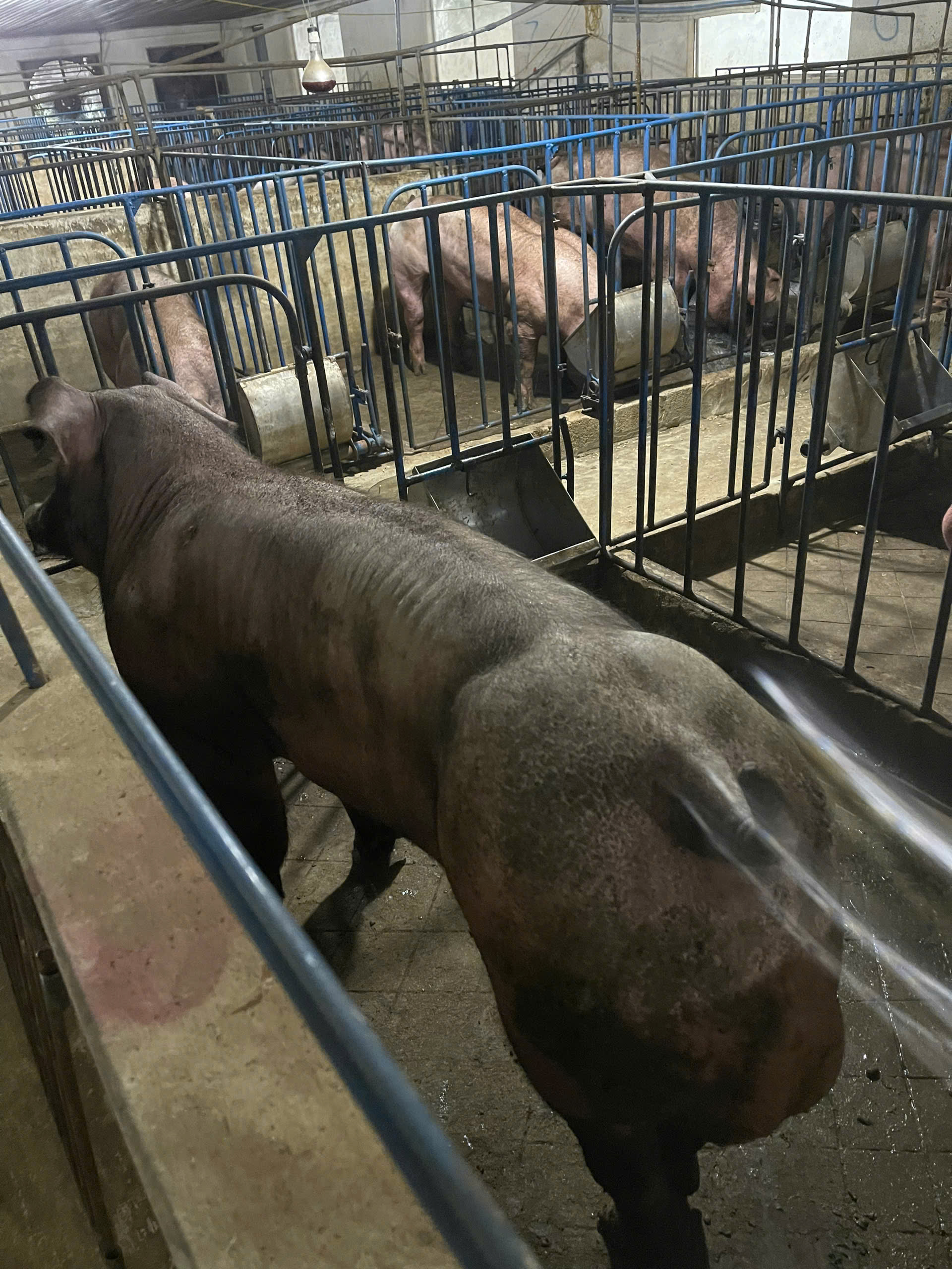 DUROC 4010