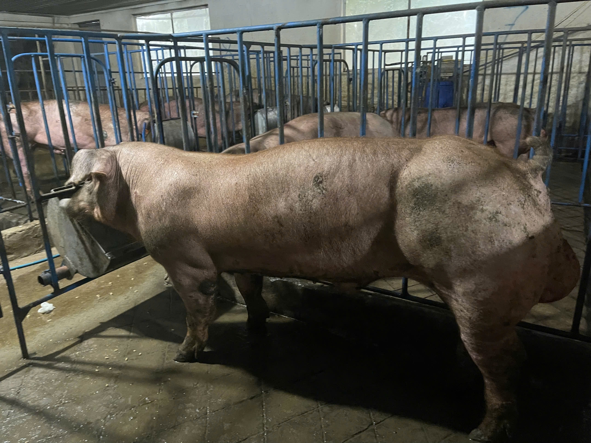 DUROC 9399