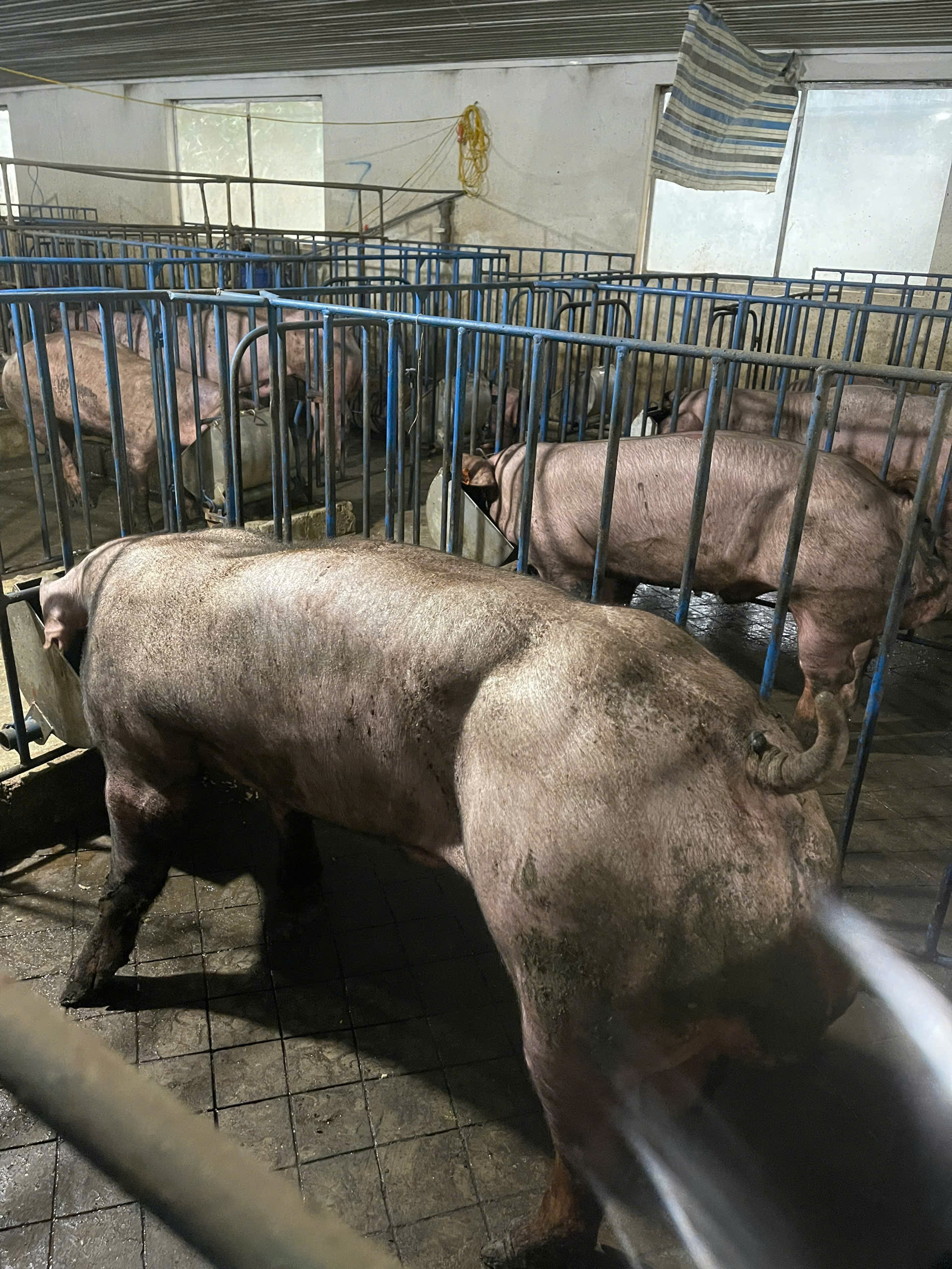 DUROC 3334