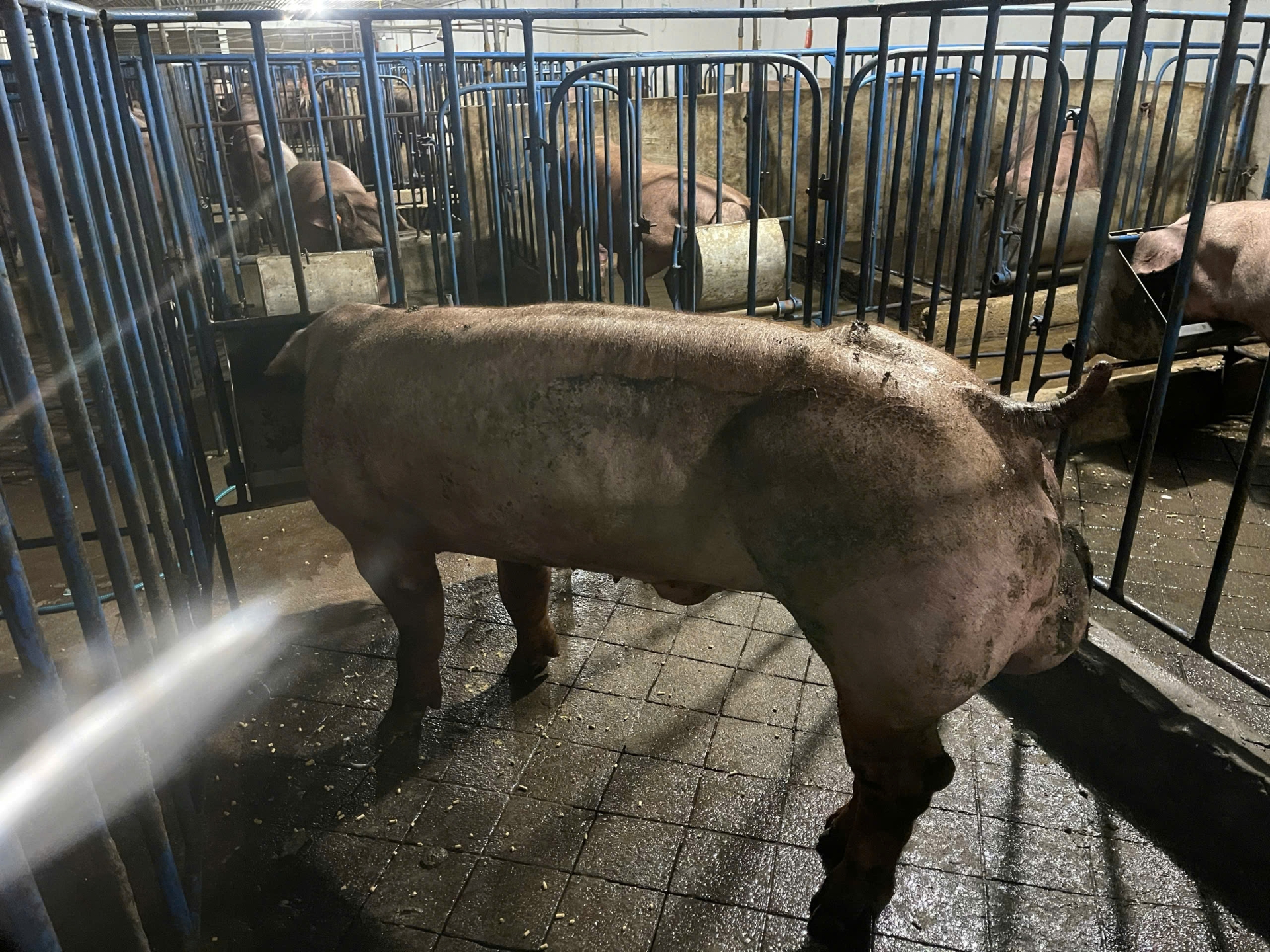 DUROC 9419