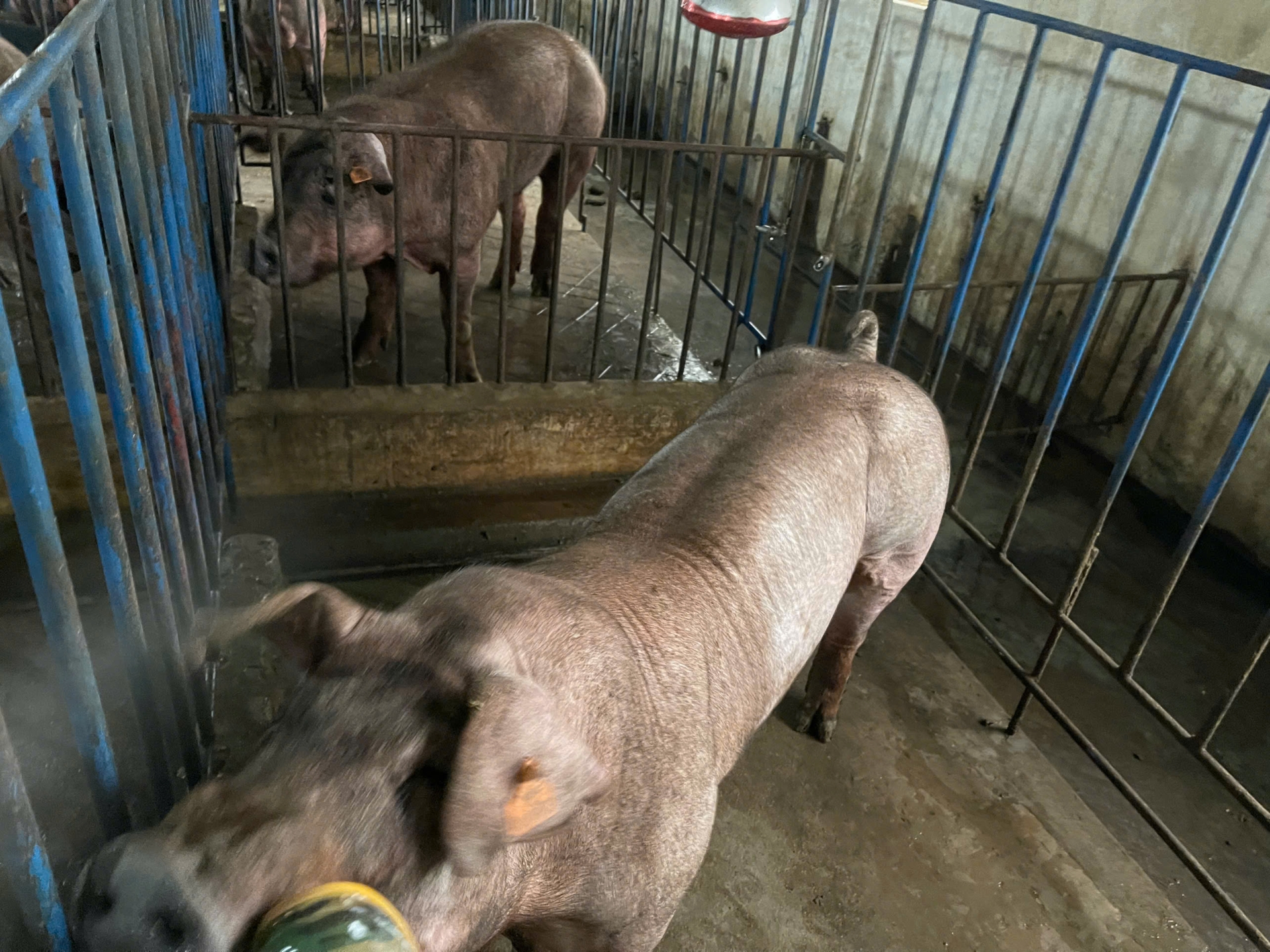 DUROC 1121