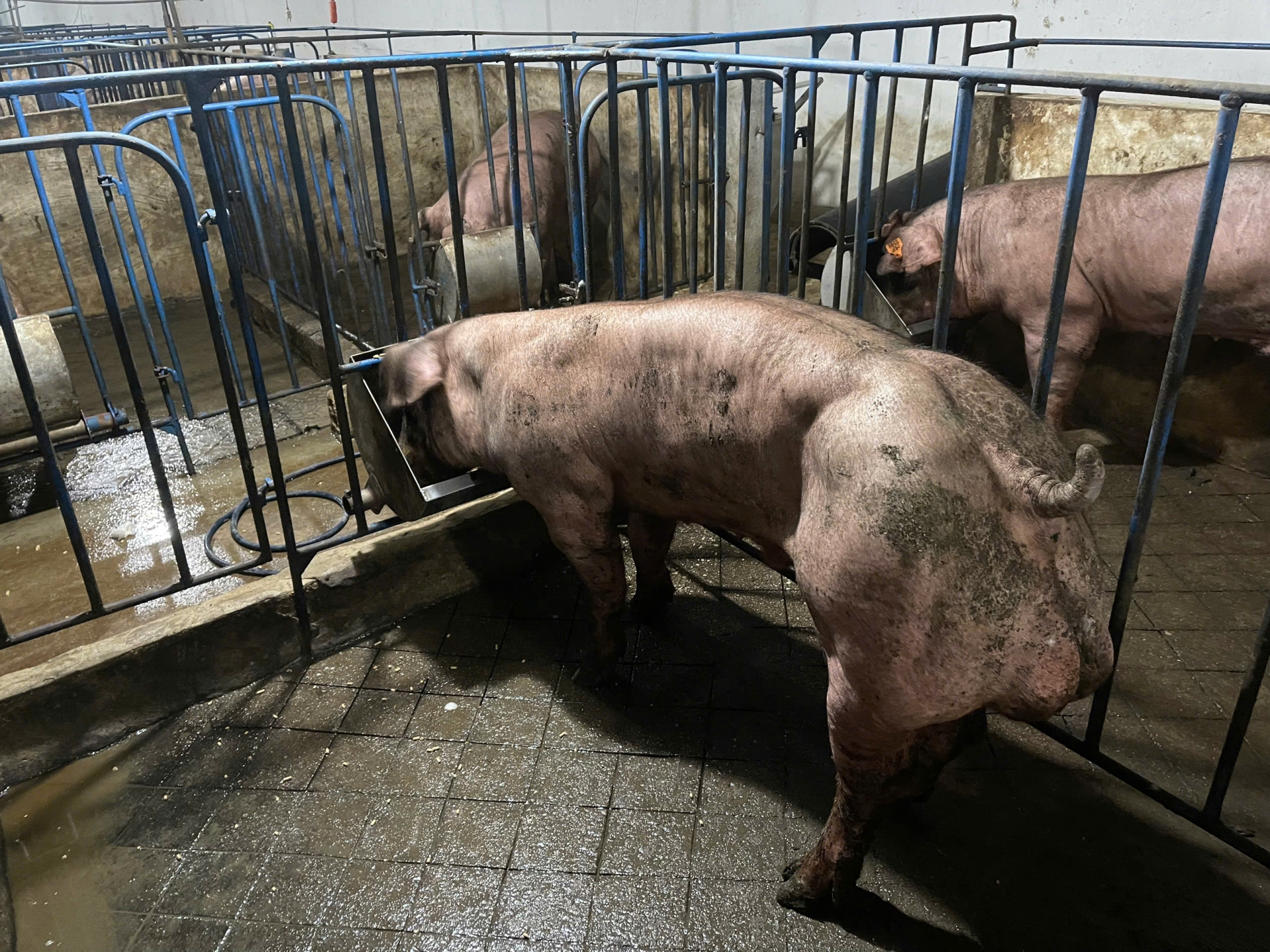 DUROC 4365