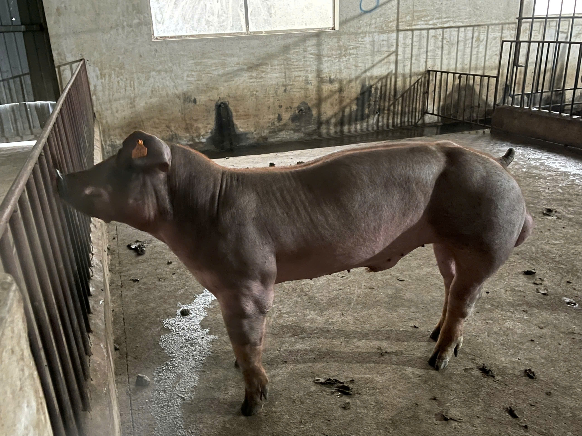 DUROC 3041