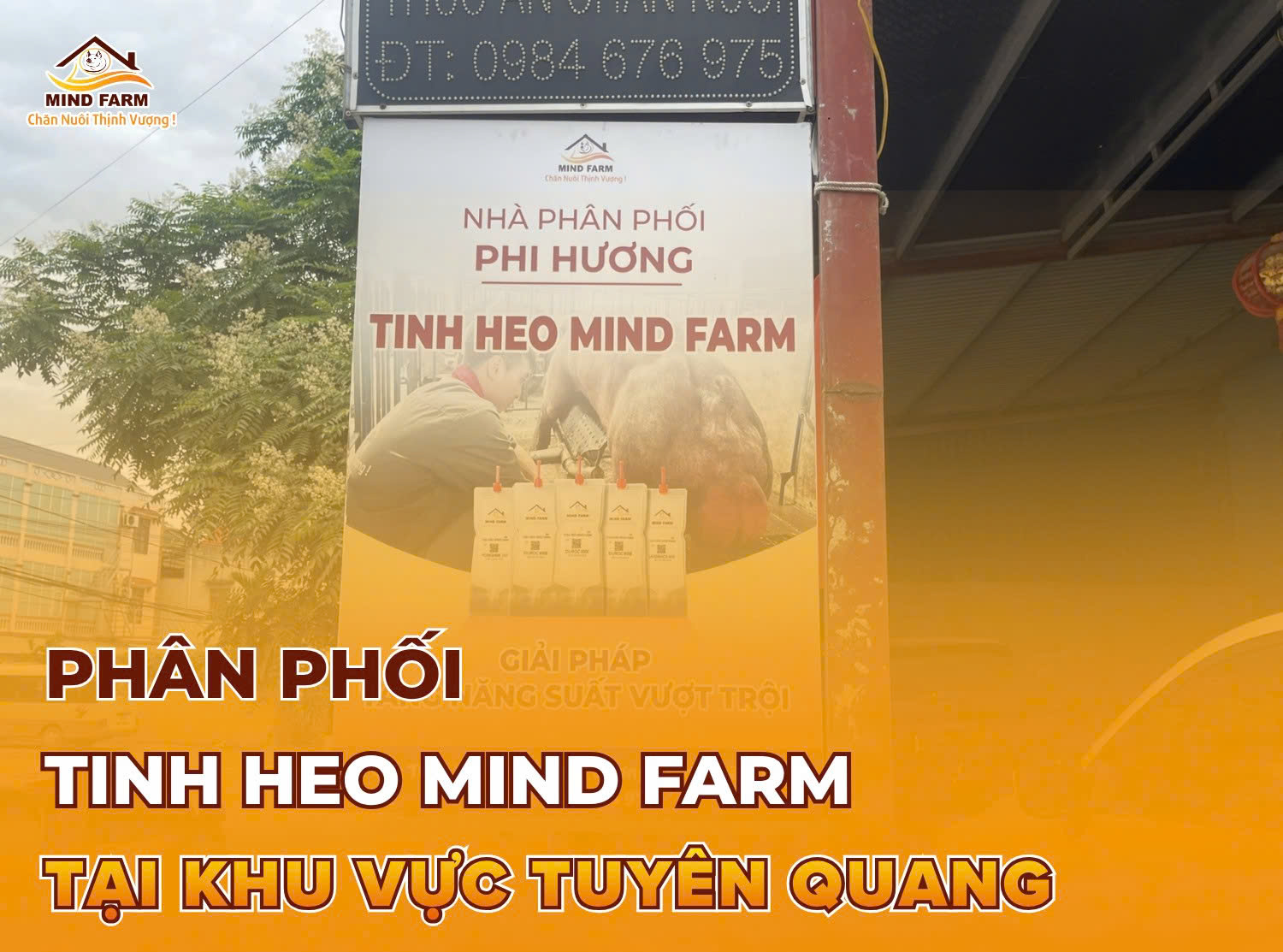 [ĐẠI LÝ SỐ 410] Phân phối tinh heo Mind Farm tại khu vực Tuyên Quang