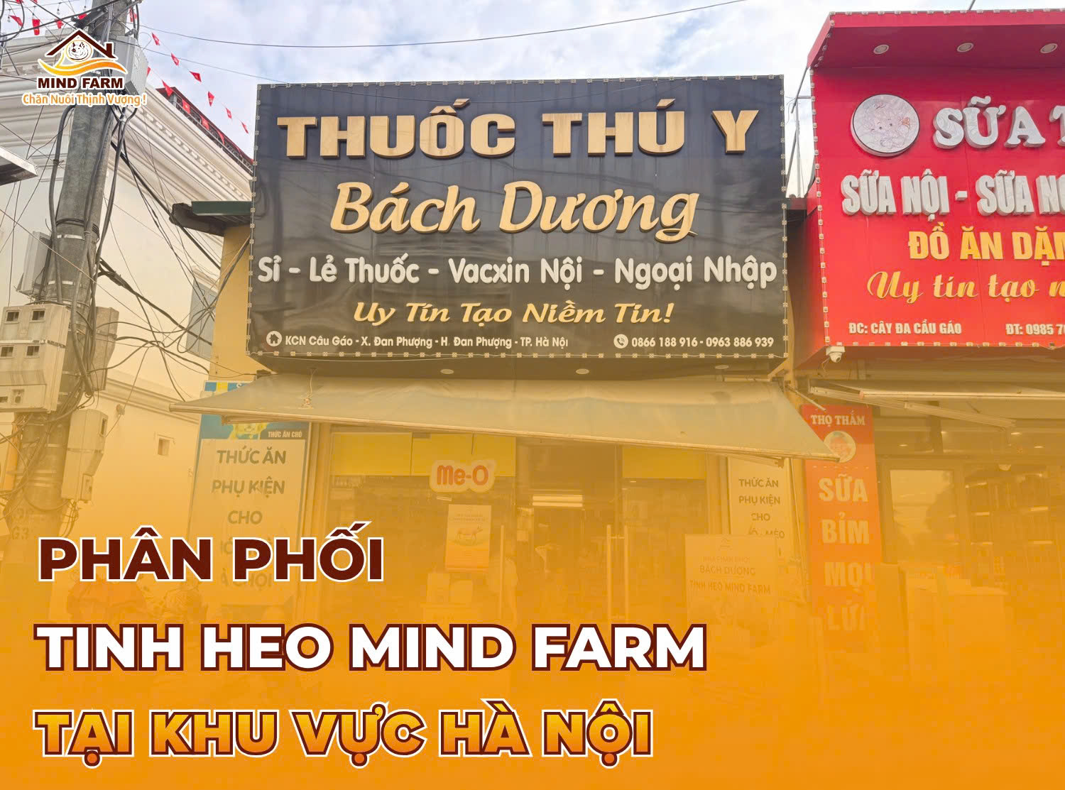 [ĐẠI LÝ SỐ 404] Phân phối tinh heo Mind Farm tại Đan Phượng Hà Nội